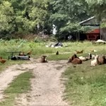 rural mail carrier, usps, us post office, us postal service, mailman, mail man, united states, tips, advice, rca, rural carrier associates, rca's, letter carriers
