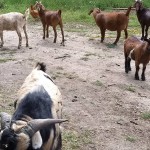 rural mail carrier, usps, us post office, us postal service, mailman, mail man, united states, tips, advice, rca, rural carrier associates, rca's, letter carriers