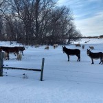 rural mail carrier, usps, us post office, us postal service, mailman, mail man, united states, tips, advice, rca, rural carrier associates, rca's, letter carriers