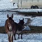 rural mail carrier, usps, us post office, us postal service, mailman, mail man, united states, tips, advice, rca, rural carrier associates, rca's, letter carriers